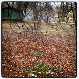 Vitsippor i Hagaparken