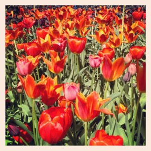 Tulpaner på Nybrogatan