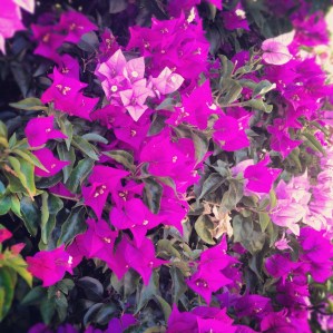 Bougainvillea