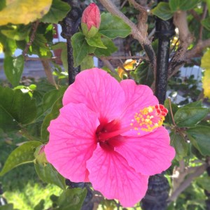 Hibiscus