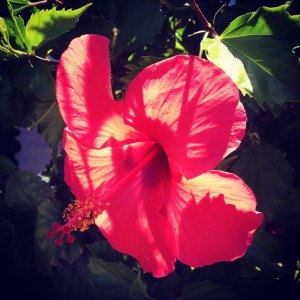 Hibiscus