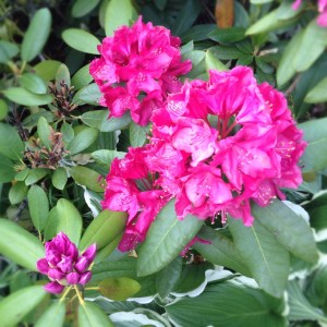 Rhododendron