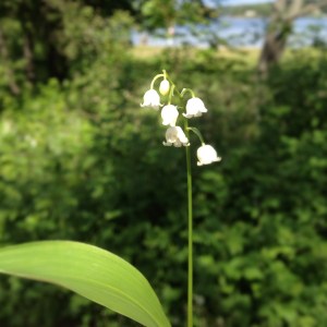 Första Liljekonvaljen