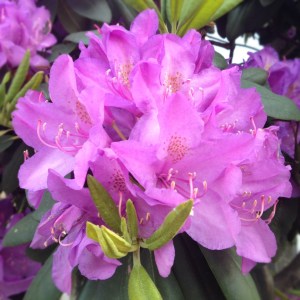 Rhododendron