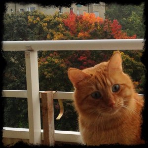 Vackra lönnar på baksidan