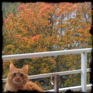 Vackra lönnar på baksidan