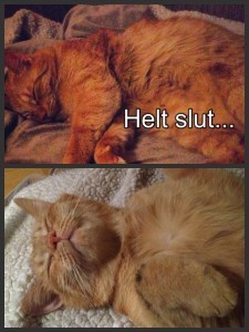 En mycket trött men trygg katt!