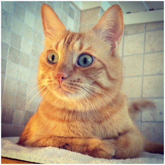 Findus Zlatan alias Firre