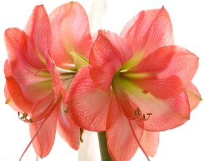 Röda Armaryllis klockor