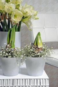 Vit Amaryllis