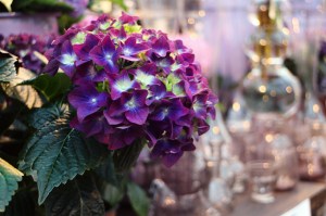 Mörkblå Hortensia från Ulriksdals Slottsträdgård