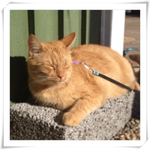 Firre gassar i solen.jpg