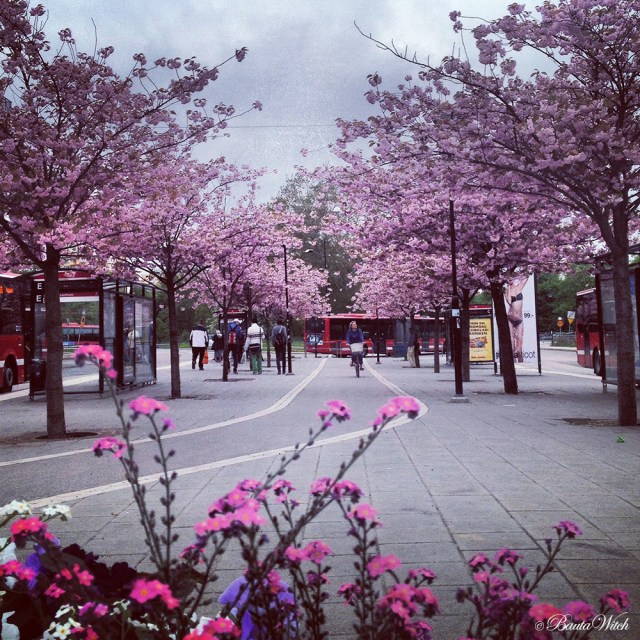 Ett magiskt vackert rosa Solna Centrum