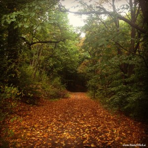 Vackert höstligt intill Brunnsviken.