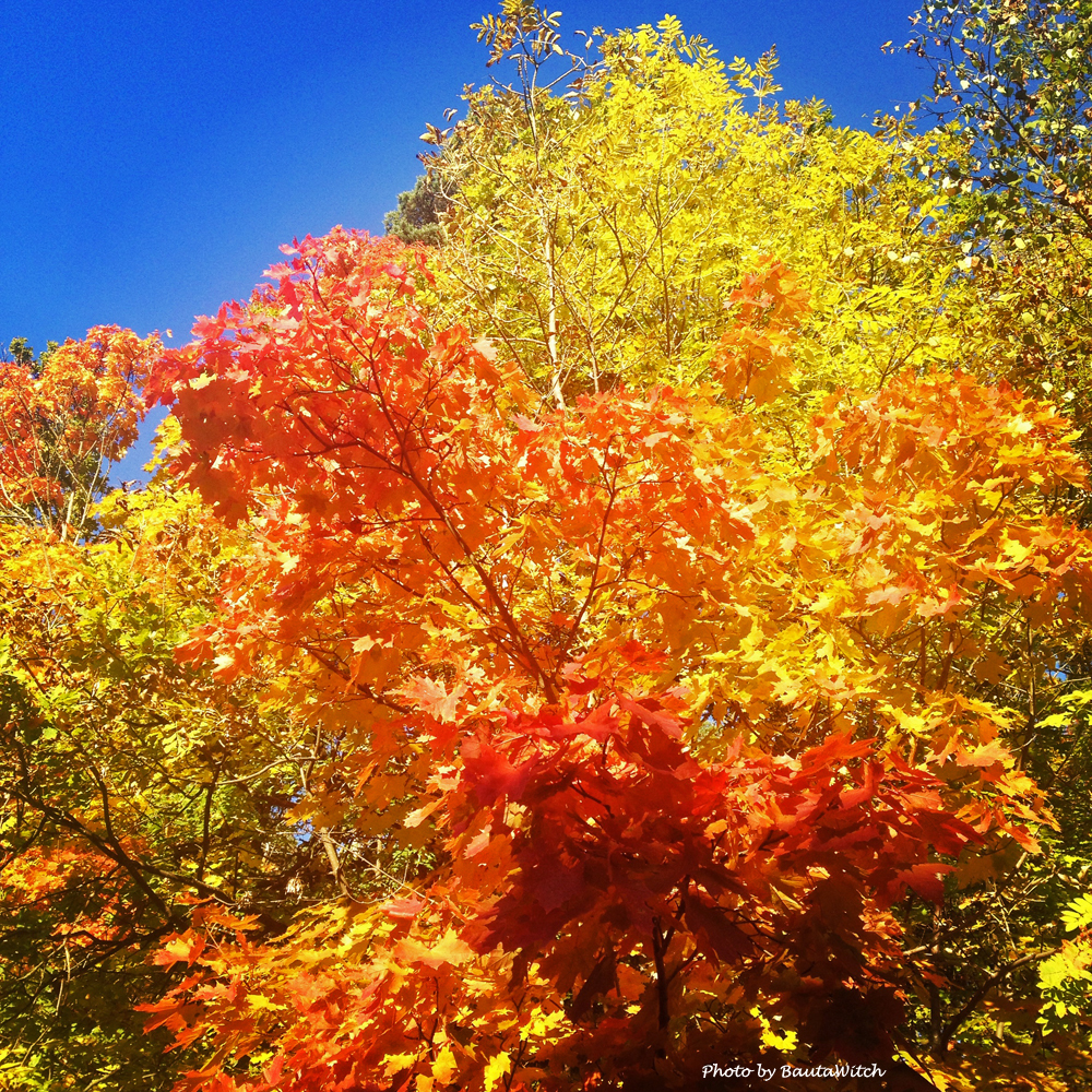 Hostskrud-by-BautaWitch