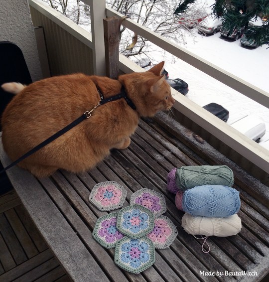 Firre deltar i min "fotosession" på balkongen.