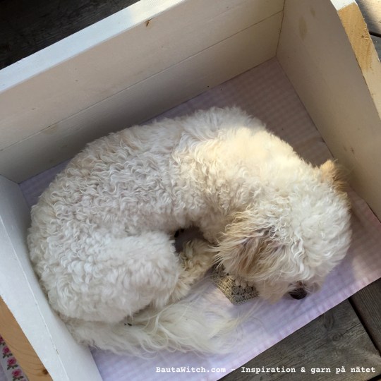 Woofie kröp in i min fotobox och vaktar min hexagon!