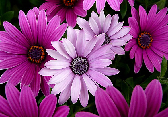 Purple-Pink-Aster