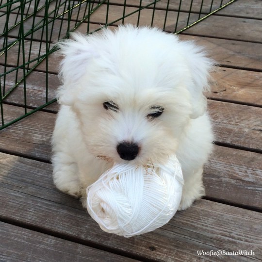 Woofie-o-Catania-hos-BautaWitch1