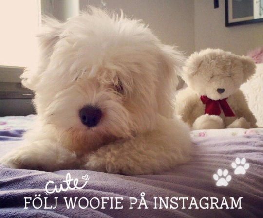 Follow-Woofie-at-Instagram