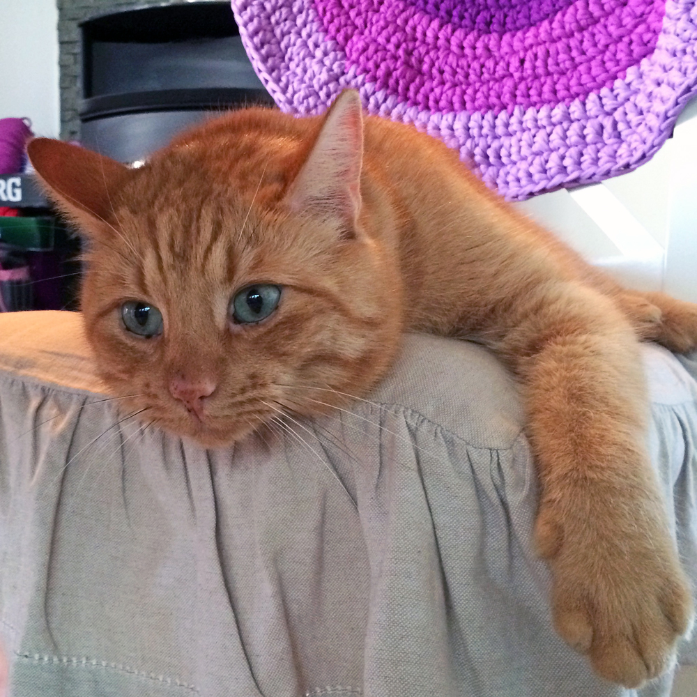 Firre---min-fina-katt